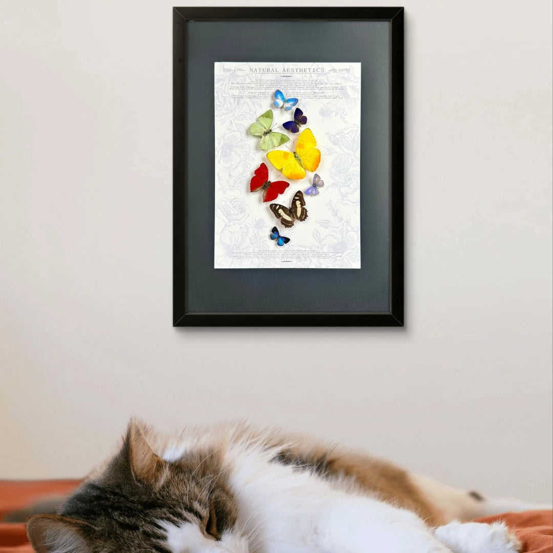 FLORAFLY "Rainbow" luxury-style butterfly assemblage vertical wood frame real butterfly specimen frame decorative art gift - image 3