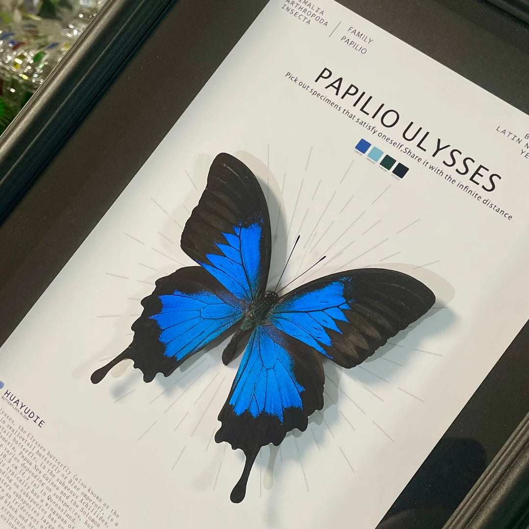 Paradise Papilio Butterfly Photo Frame Specimen Black Original Butterfly Finished Display Frame Gift Ornament Light Luxury Home Goods - image 5
