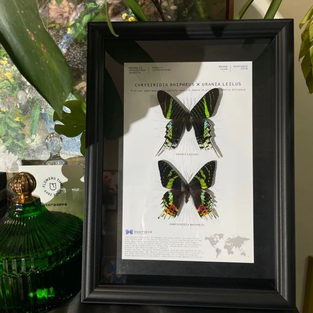 Atmospheric decorative art moon moth butterfly specimen real butterfly gift ornaments light luxury gift real butterfly photo frame - image 1