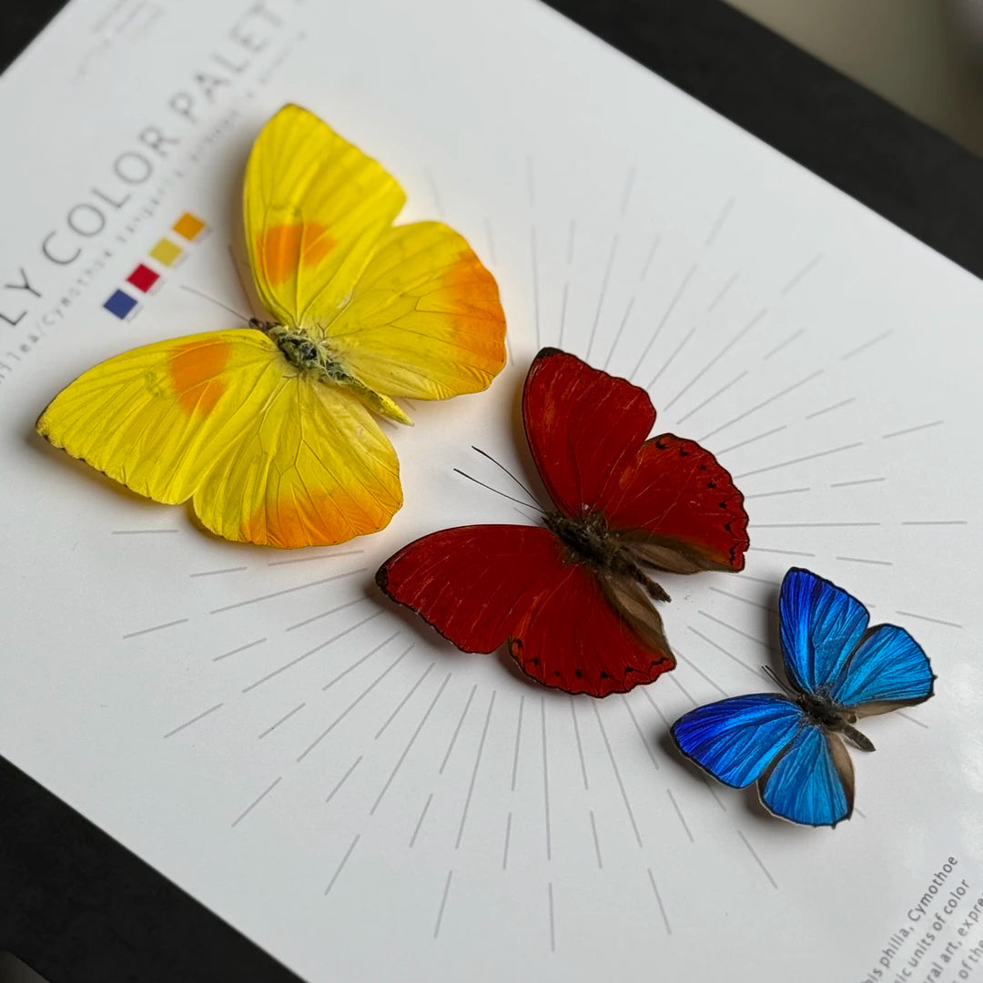 Three-color butterfly assemblage photo frame, creative gift for girlfriend, best friend and boyfriend, recommended home decoration creative gift - image 2