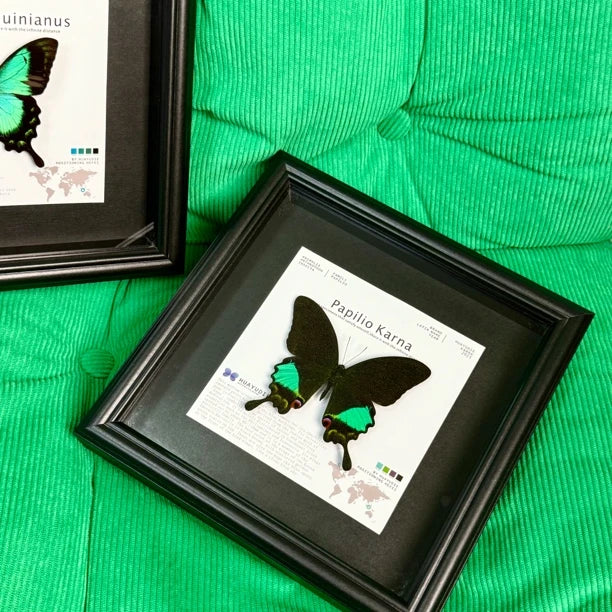 Karna Papilion butterfly real butterfly specimen birthday gift for girlfriend and best friend creative gift home butterfly square 8 photo frames - image 2