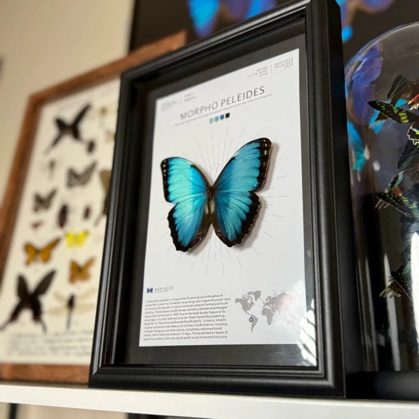 Morpho Blue Butterfly Real Butterfly Gift for Girlfriend wall art Creative Gift Living Room Butterfly Nordic Style decorative art - image 3