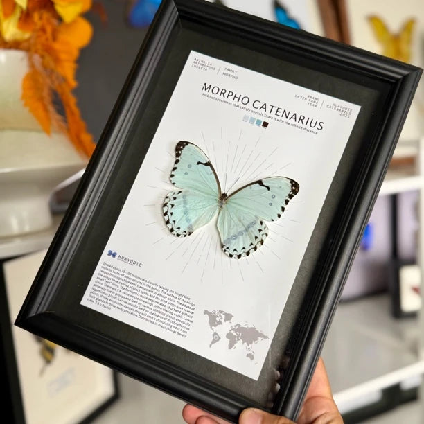 Kent's premium Morpho real butterfly specimen birthday gift for girlfriend and best friend, creative gift for home butterfly A4 photo frame - image 5