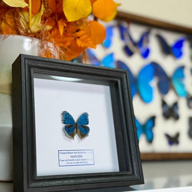 Elegant eye butterfly decoration real butterfly specimen creative gift butterfly specimen painting creative gift gift for girlfriend - image 3
