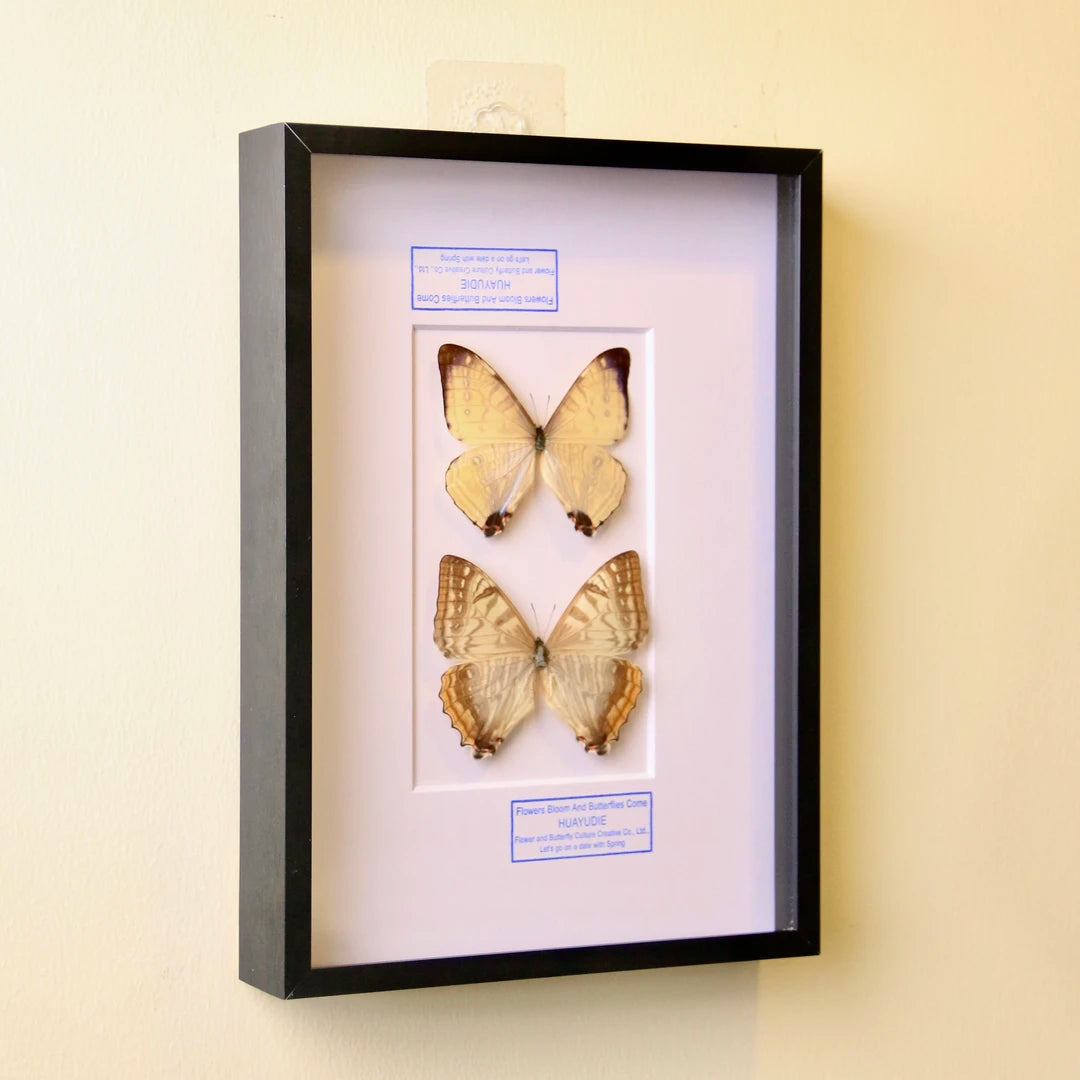Nordic blue morpho butterfly wall art, male and female pair of butterflies, birthday specimen, creative gift for girlfriend and best friend, home butterfly photo frame - image 5