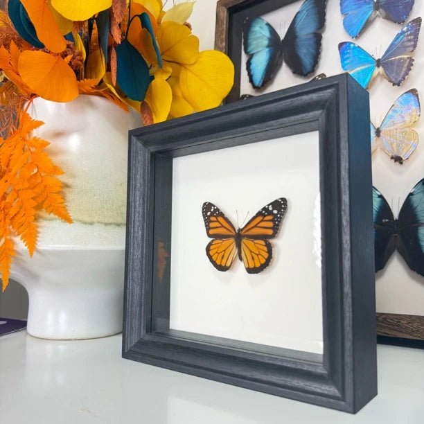 Monarch butterfly wall art Real Butterfly Specimens Creative Gifts Valentine's Day Creative Gifts for Girlfriends and Best Friends Gifts - image 5