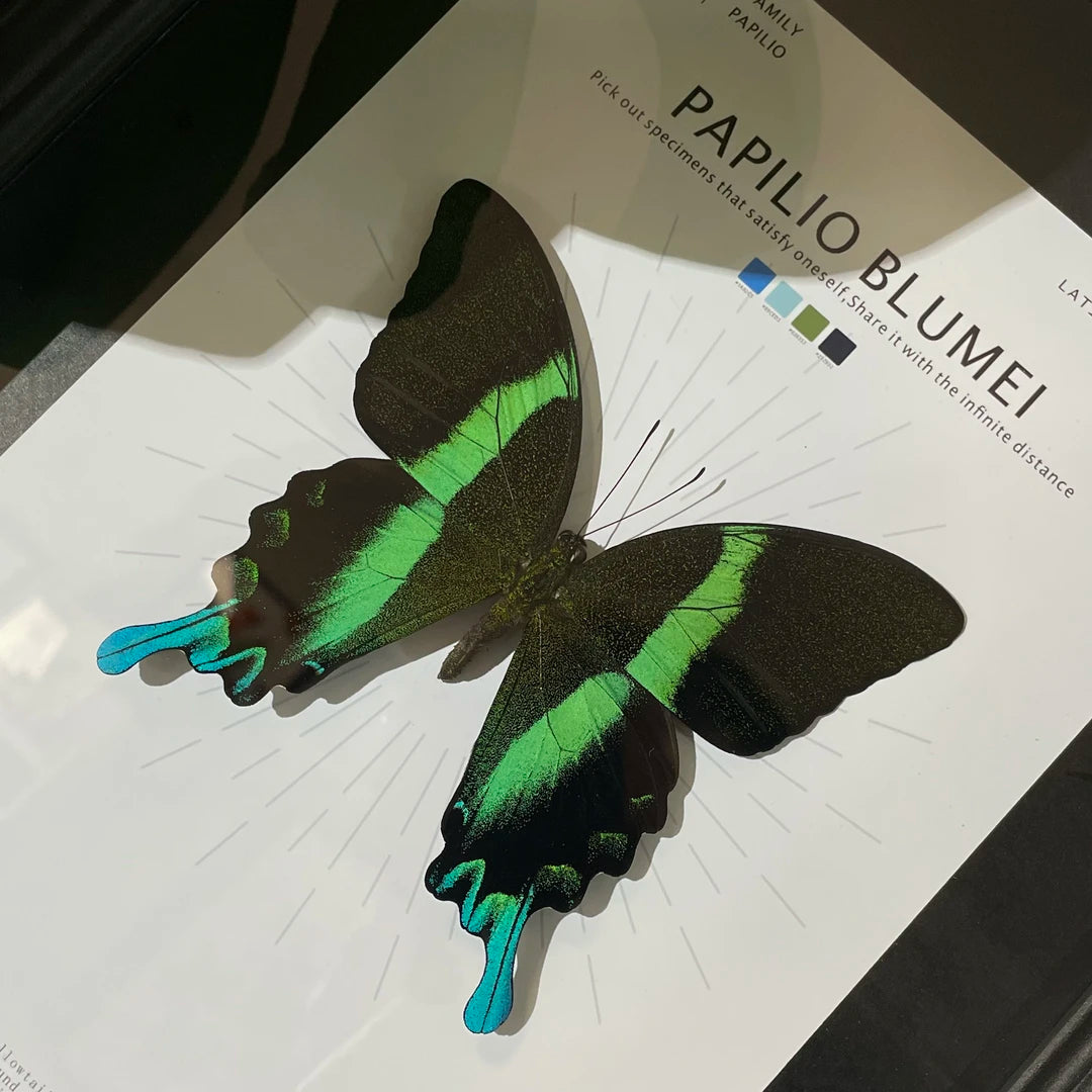 Love Goddess Papilio Real Butterfly Specimen Birthday Gift Creative Gift Girlfriend Gift Home Goods Butterfly Photo Frame - image 3