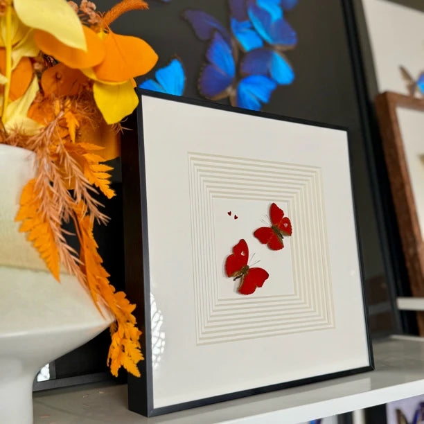 Blood-rippled butterflies flying together, butterfly specimens as birthday gifts for girlfriends and besties, butterfly photo frames for home use - image 3