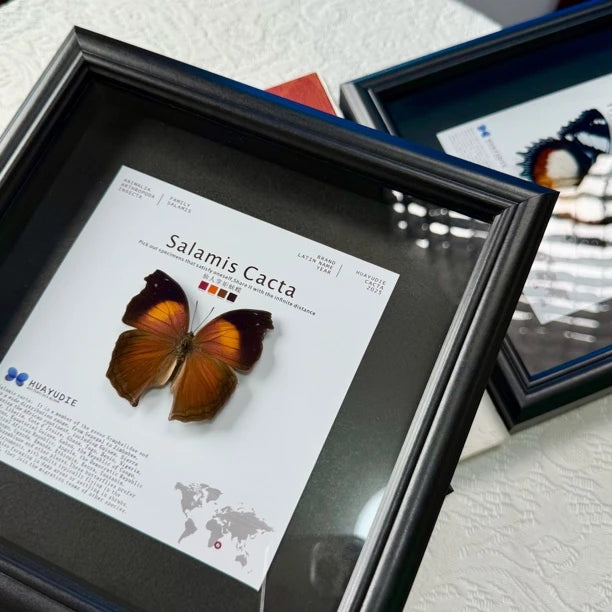Cactus Butterfly Real Butterfly Specimen Birthday Gift for Girlfriend and Best Friend Creative Gift Home Butterfly Party 8 Photo Frames - image 2