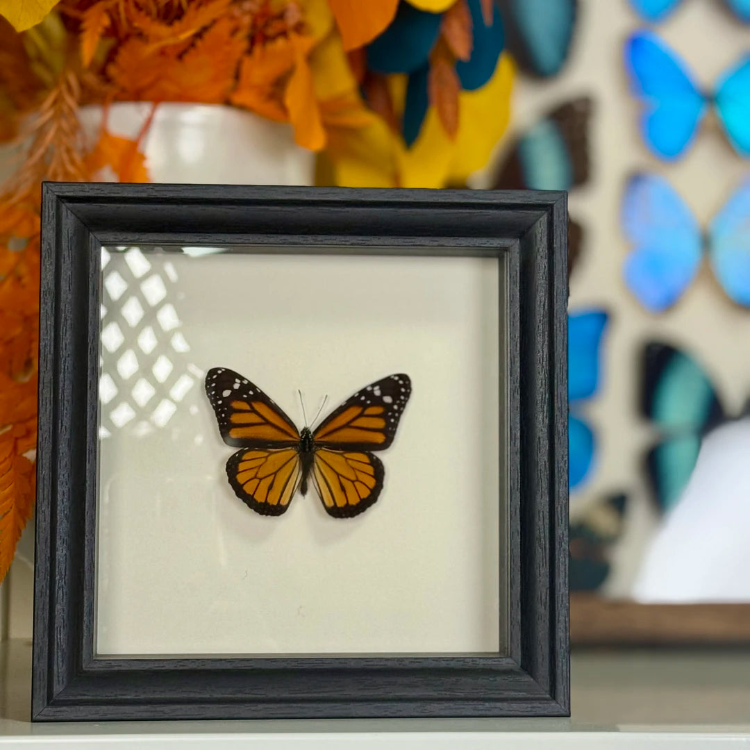 Monarch butterfly wall art Real Butterfly Specimens Creative Gifts Valentine's Day Creative Gifts for Girlfriends and Best Friends Gifts - image 3