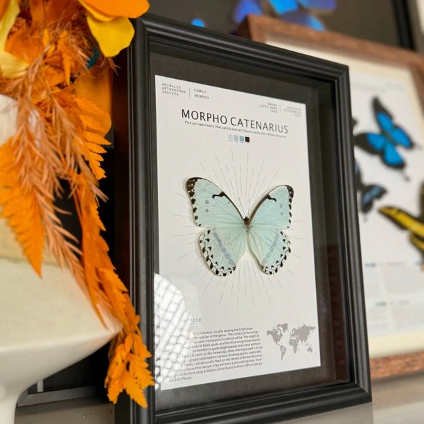 Kent's premium Morpho real butterfly specimen birthday gift for girlfriend and best friend, creative gift for home butterfly A4 photo frame - image 3