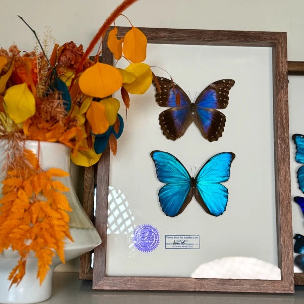 Great blue morpho butterfly male and female butterfly specimens real butterfly gifts Valentine's Day creative gifts for girlfriends gifts for besties - image 2