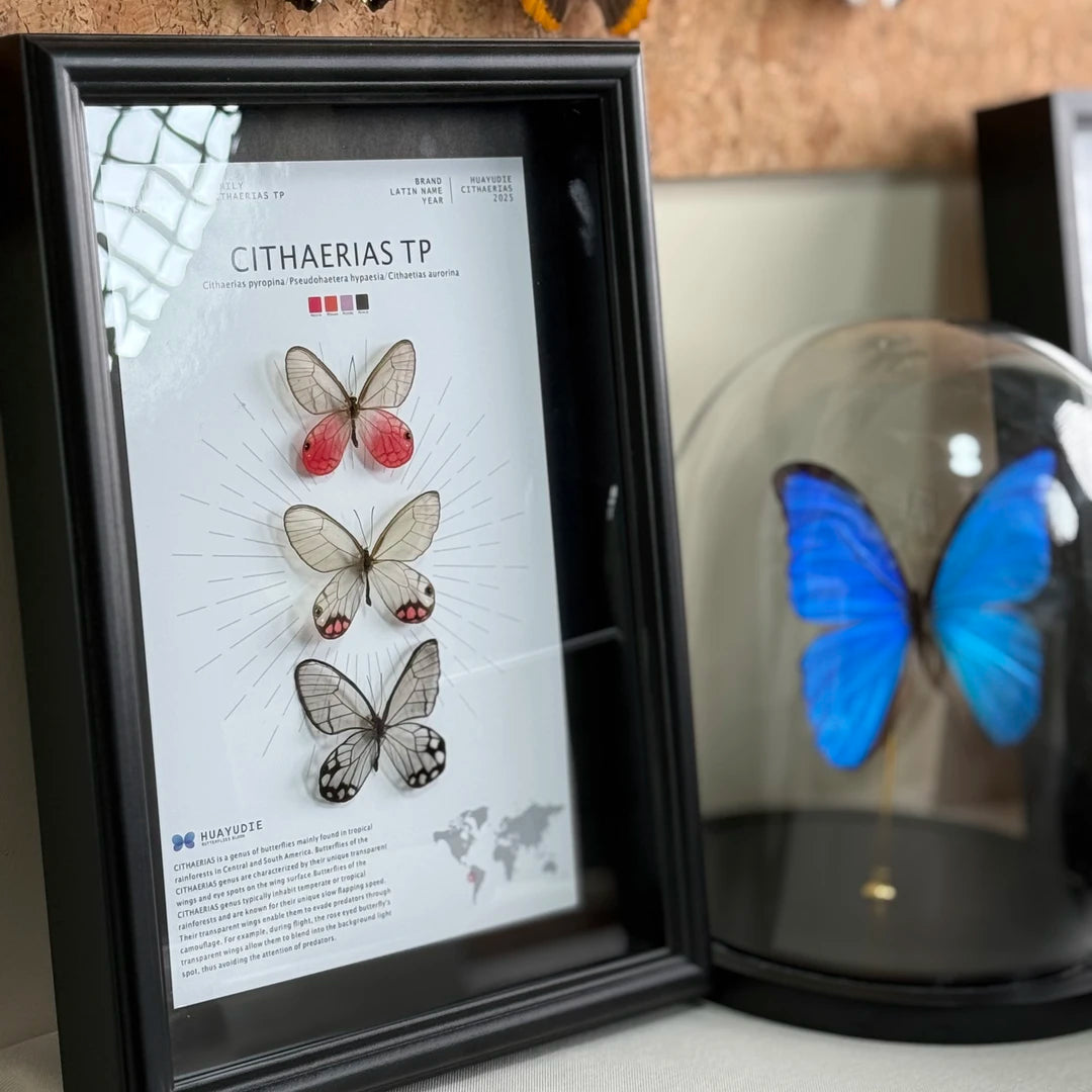 Blue morpho butterfly photo frame, black glass ornament gift, specimen painting, handmade gift, premium butterfly wall art - image 3