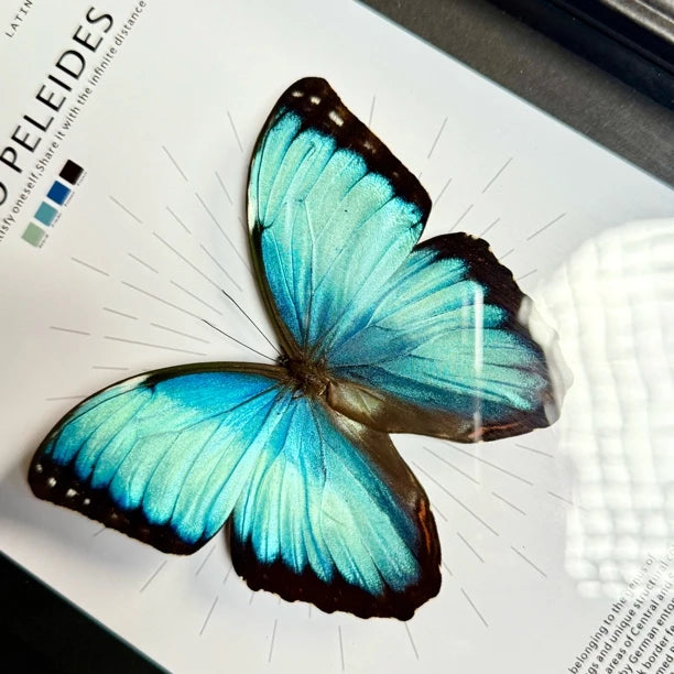 Morpho Blue Butterfly Real Butterfly Gift for Girlfriend wall art Creative Gift Living Room Butterfly Nordic Style decorative art - image 5
