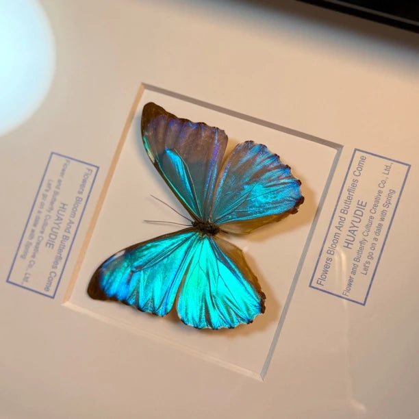Dawn Morpho butterfly picture frame custom specimen decorative art light luxury photo frame butterfly specimen blue 8-inch picture frame - image 1