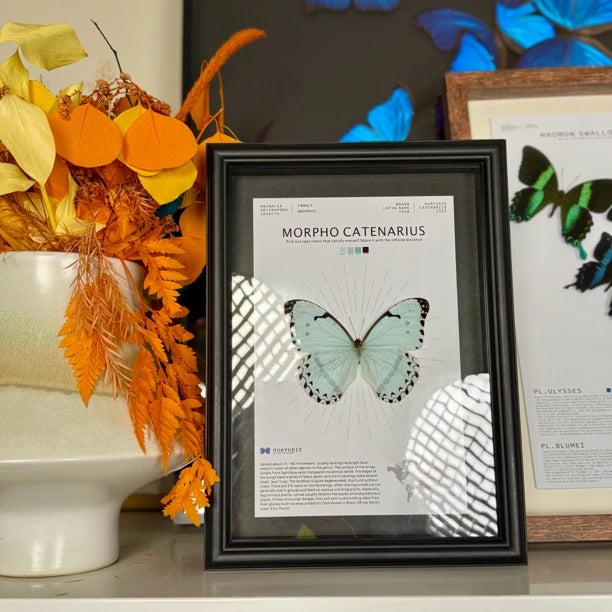 Kent's premium Morpho real butterfly specimen birthday gift for girlfriend and best friend, creative gift for home butterfly A4 photo frame - image 1