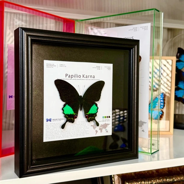 Karna Papilion butterfly real butterfly specimen birthday gift for girlfriend and best friend creative gift home butterfly square 8 photo frames - image 3