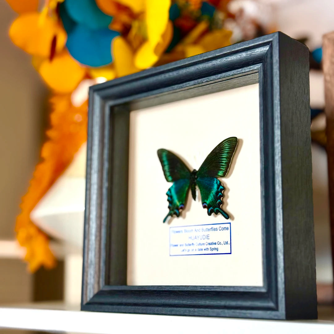 Green-banded Papilio butterfly real butterfly specimen shop creative gifts Valentine's Day creative gifts for girlfriend gift ornaments - image 3