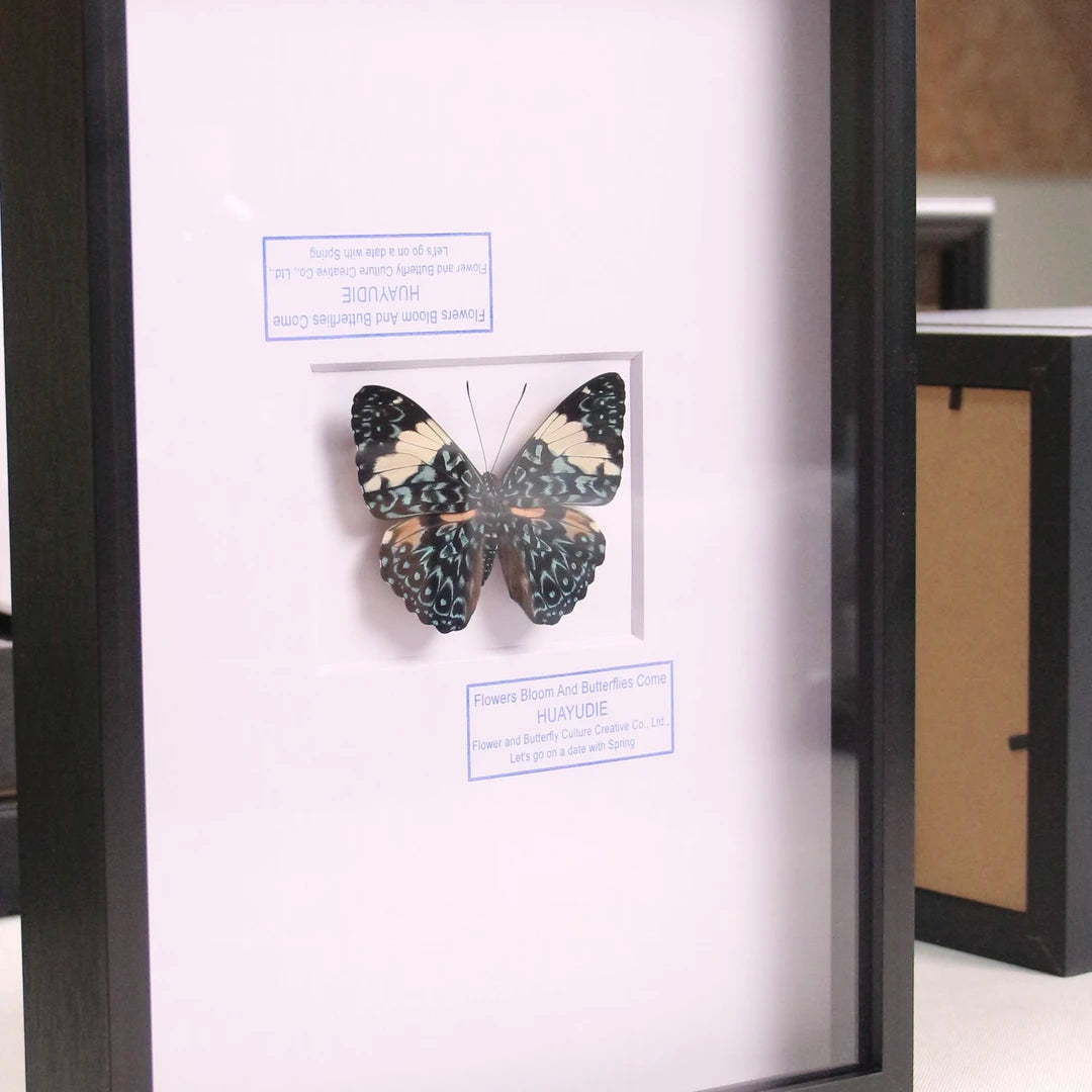 Toad butterfly real butterfly specimen birthday gift creative gift girlfriend gift home good things butterfly photo frame - image 4