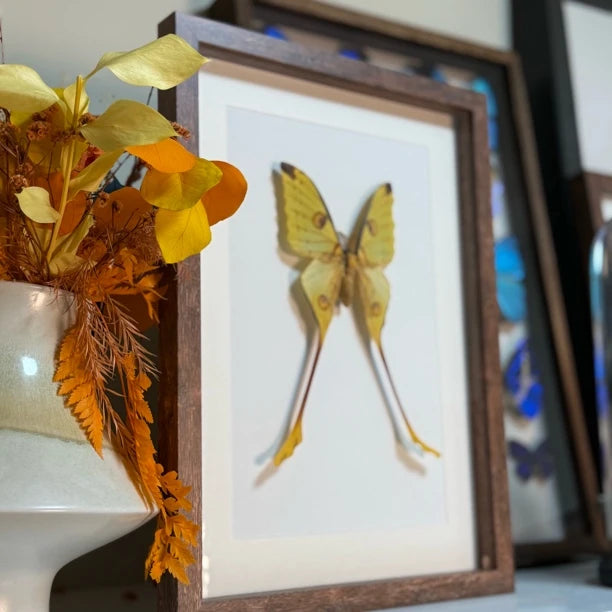 Comet Tail Large Silkworm Moth Argema mittrei Birthday Girlfriend Best Friend Creative Gift Home Butterfly Photo Frame - image 2