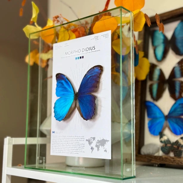 Decorative picture frame - light luxury hanging picture, premium atmospheric glass butterfly living room accessories, premium gift for girlfriend - image 3
