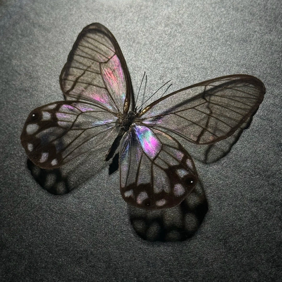 Photo frame of pseudomorphic butterfly specimen for couple, Valentine’s Day gift for girlfriend and best friend, creative butterfly specimen for home goodies