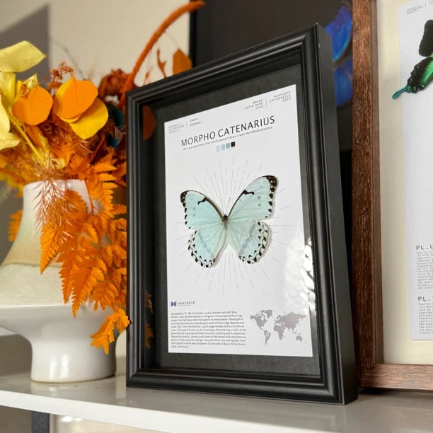 Kent's premium Morpho real butterfly specimen birthday gift for girlfriend and best friend, creative gift for home butterfly A4 photo frame - image 4