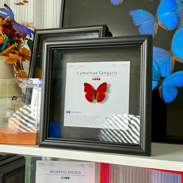 Blood ripple butterfly specimen real butterfly birthday gift for girlfriend and best friend creative gift home butterfly square 8-inch photo frame - image 3