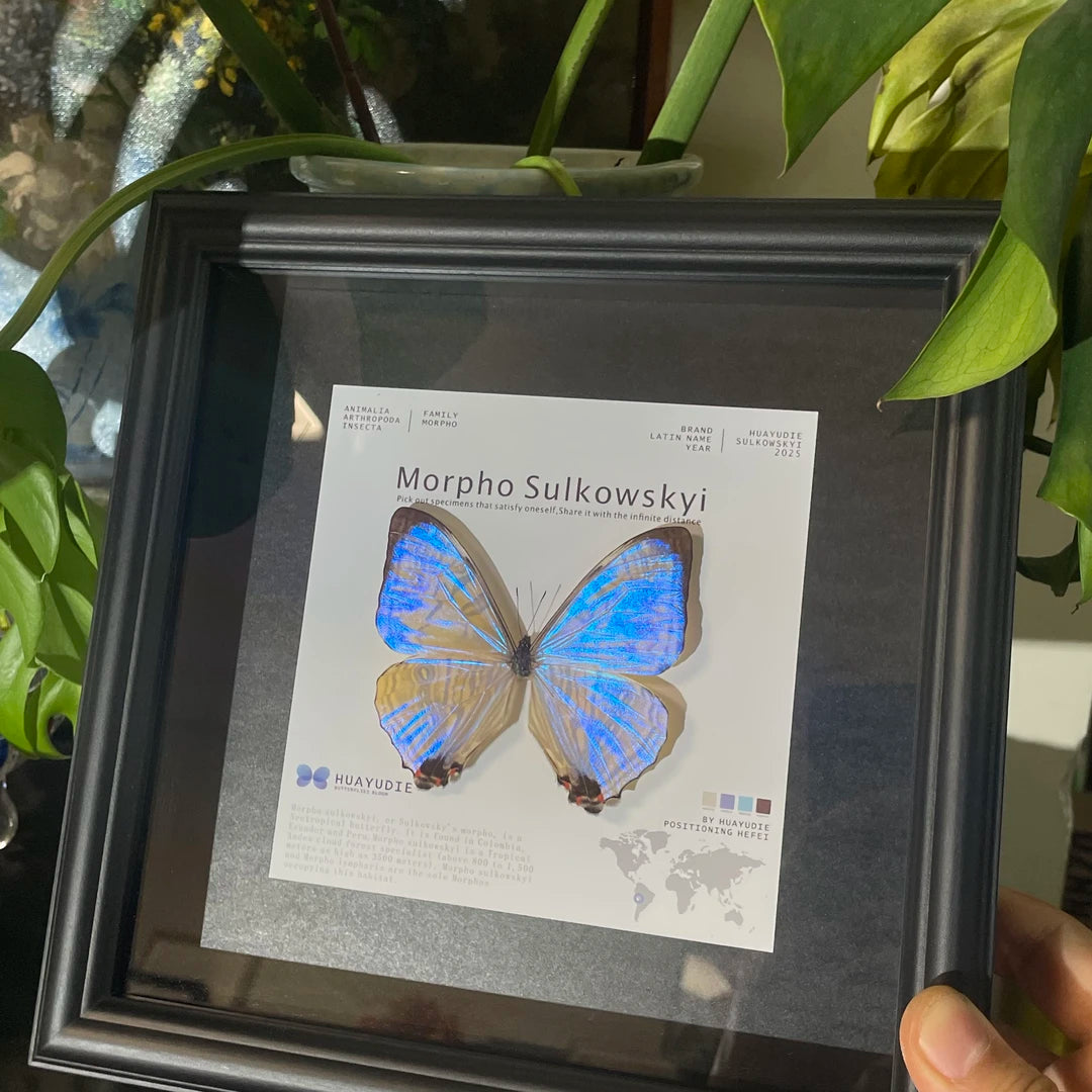 Luminous Pearl Light Luxury Customized decorative art Gifts premium Decoration wall art Gifts premium Butterfly Glass Photo Frame Ornaments - image 3