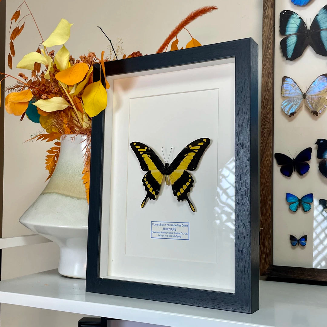 Minzhi Papilio butterfly real butterfly blue specimen creative gift Valentine's Day creative gift for girlfriend gift ornaments - image 2