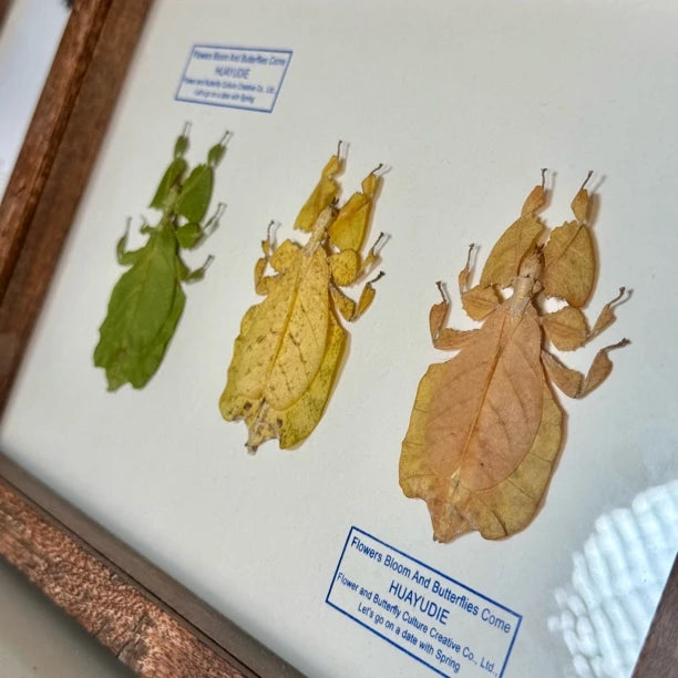 Indonesian leaf insect gradient color platter butterfly birthday gift for girlfriend and best friend creative gift home butterfly A4 photo frame - image 2
