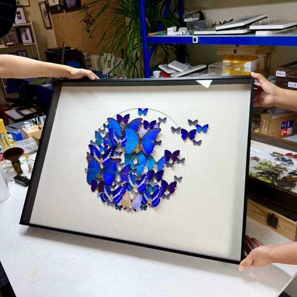 FLORAFLY "Take Off" World Famous Butterflies Real butterfly assemblage Living Room Sofa wall art B&B Background Creative Gift - image 4