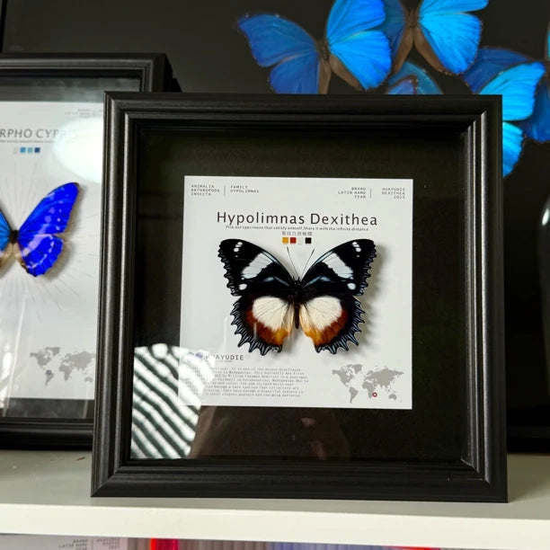 Saw-grained white-spotted butterfly real butterfly specimen birthday gift for girlfriend and best friend creative gift home butterfly square 8 photo frames - image 2