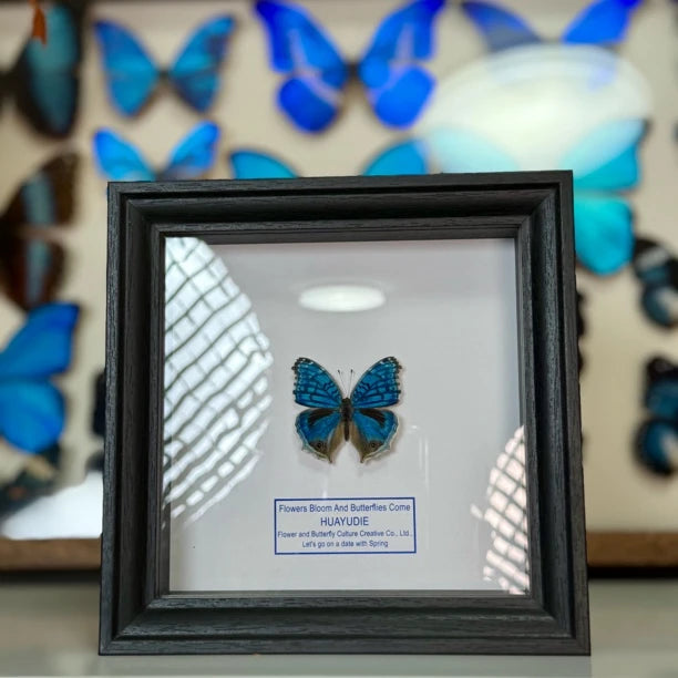 Elegant eye butterfly decoration real butterfly specimen creative gift butterfly specimen painting creative gift gift for girlfriend - image 4