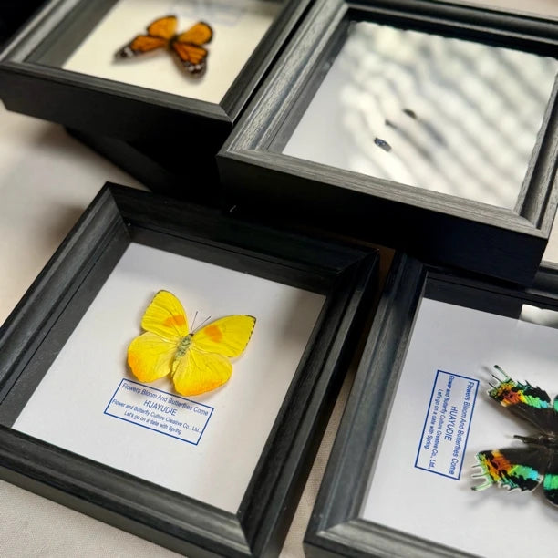 Yellow-striped white butterfly real butterfly specimen decorative art photo frame home decoration [6-inch black plexiglass square frame] - image 4