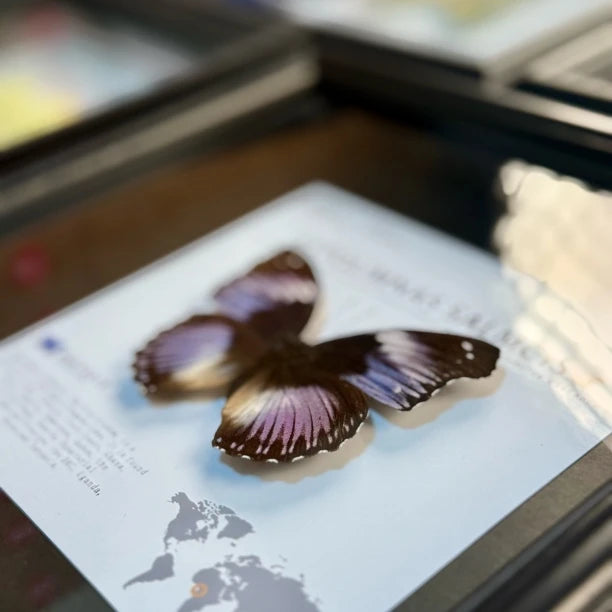 Weak water butterfly 3D three-dimensional butterfly artwork decorative art gift premium gift for girlfriend gift photo frame - image 2