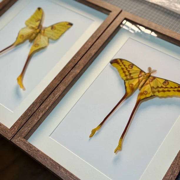 Comet Tail Large Silkworm Moth Argema mittrei Birthday Girlfriend Best Friend Creative Gift Home Butterfly Photo Frame - image 5