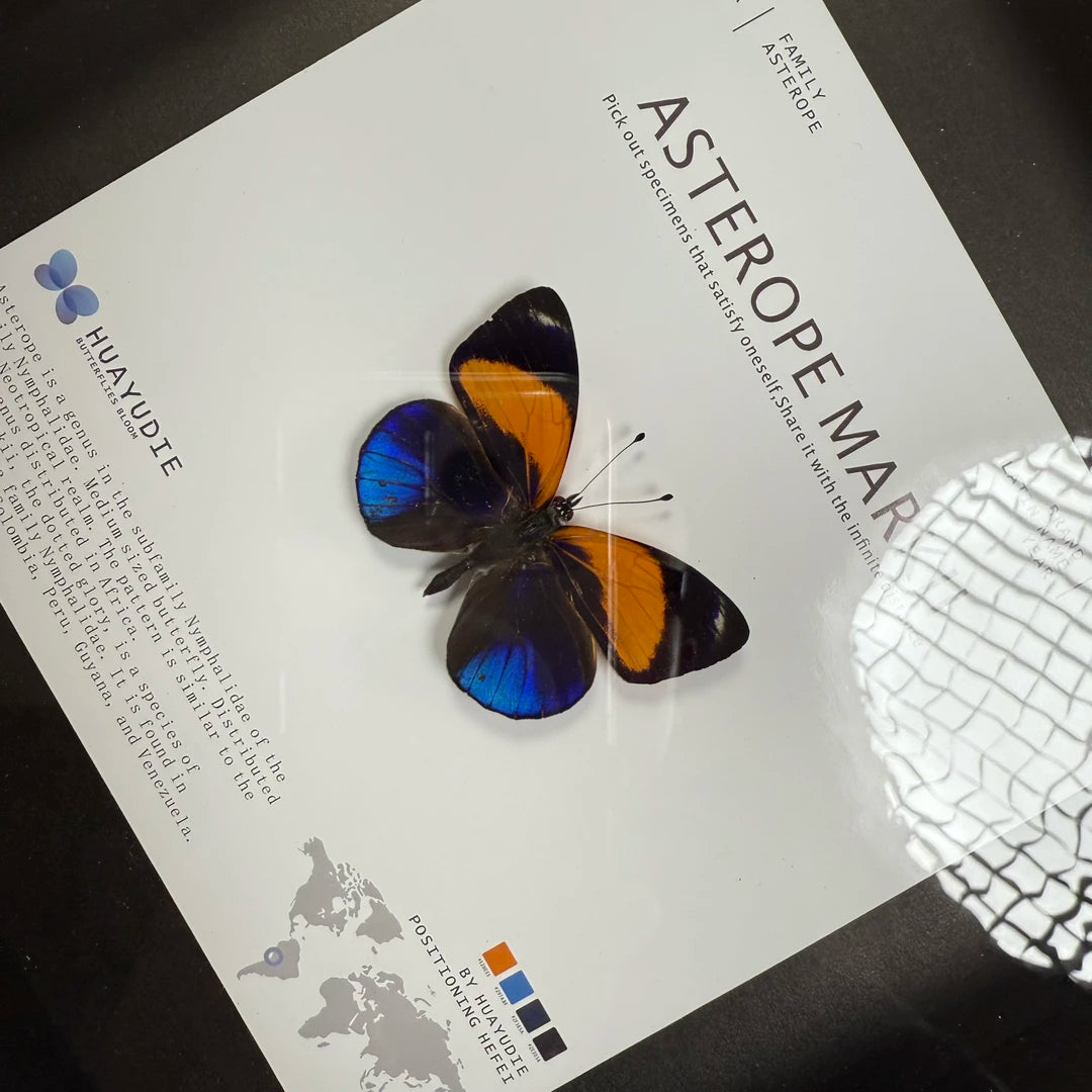 Jihuangxing Butterfly customized butterfly specimen premium gift decorative art three-dimensional gift for girlfriend and light luxury gift - image 1