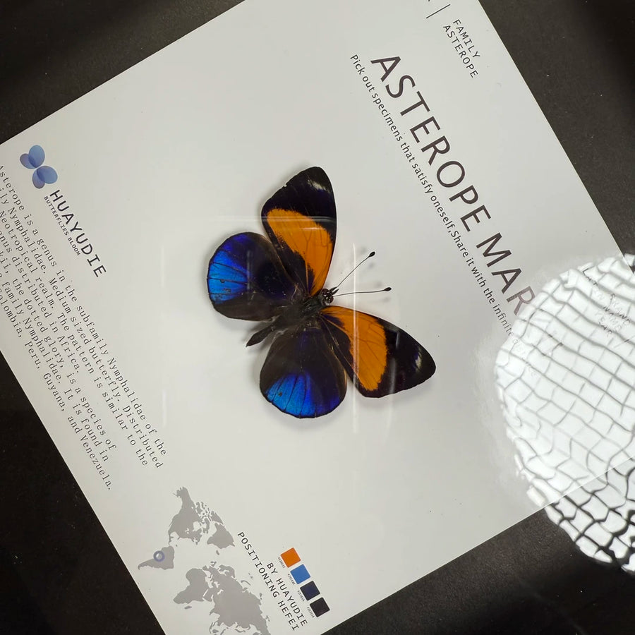 Jihuangxing Butterfly customized butterfly specimen premium gift decorative art three-dimensional gift for girlfriend and light luxury gift
