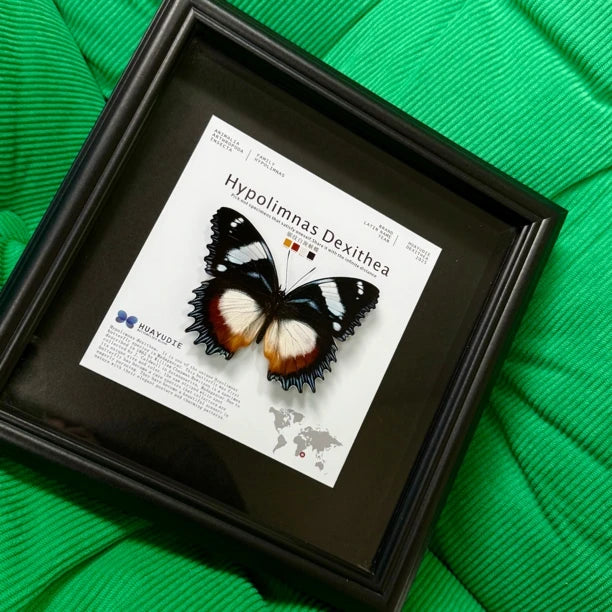 Saw-grained white-spotted butterfly real butterfly specimen birthday gift for girlfriend and best friend creative gift home butterfly square 8 photo frames - image 4