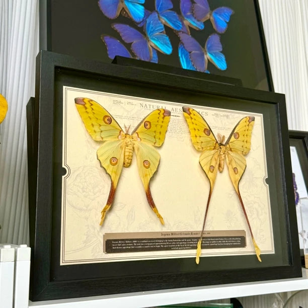 Comet Tail Silkworm Moth Real Butterfly Specimens Birthday Gift for Girlfriend Valentine's Day Creative Gift Home Butterfly A3 Photo Frame