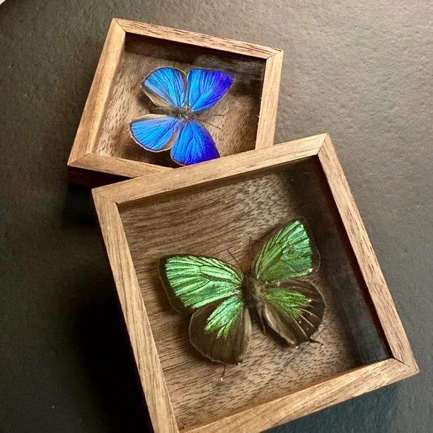 Era Gray Butterfly Real Butterfly Refrigerator Magnet Birthday Gift for Girlfriend and Best Friend Home Butterfly Mini Photo Frame - image 2