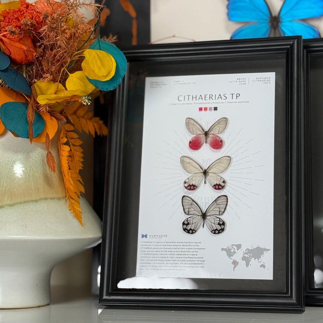 Blue morpho butterfly photo frame, black glass ornament gift, specimen painting, handmade gift, premium butterfly wall art - image 1
