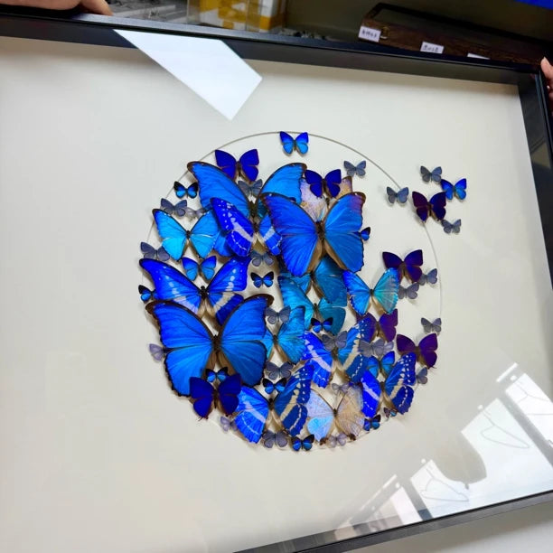 FLORAFLY "Take Off" World Famous Butterflies Real butterfly assemblage Living Room Sofa wall art B&B Background Creative Gift - image 5