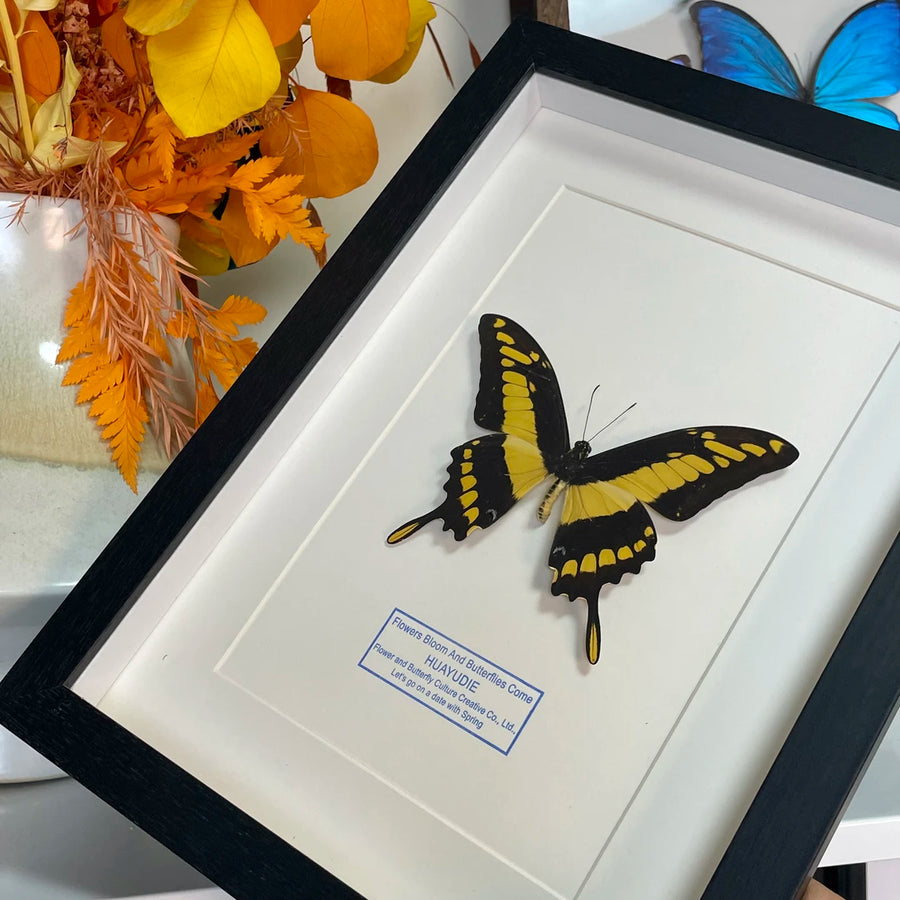 Minzhi Papilio butterfly real butterfly blue specimen creative gift Valentine's Day creative gift for girlfriend gift ornaments