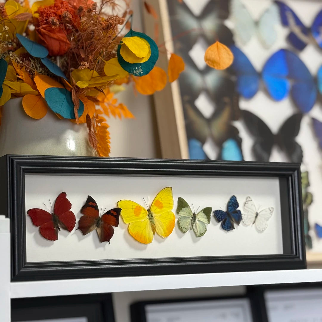 "Six Colors of Mood" Real Butterfly Photo Frame Couple Gifts for Valentine's Day Creative Gifts for Girlfriends and Best Home Goods - image 2