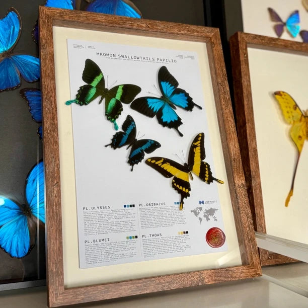 4 phoenix butterfly assemblage butterfly birthday girlfriend best friend creative gift home butterfly specimen real butterfly - image 1