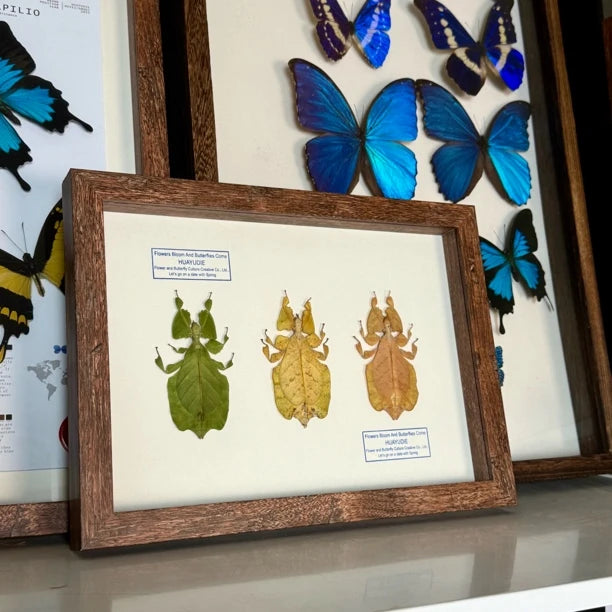 Indonesian leaf insect gradient color platter butterfly birthday gift for girlfriend and best friend creative gift home butterfly A4 photo frame - image 4