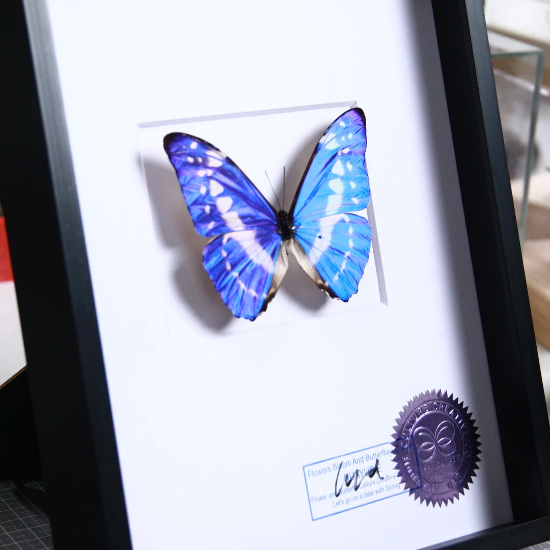 Cyprus Morpho real butterfly specimen creative gift Valentine's Day creative gift for girlfriend and best friend gift - image 5