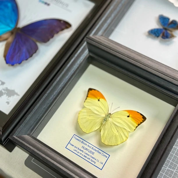 Golden-crested white butterfly, real butterfly specimen, butterfly photo frame gift, Valentine's Day creative gift for girlfriend - image 4